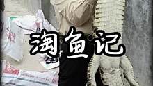 淘鱼记#鳄鱼养殖场 #神奇动物在抖音 