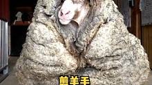 给流浪多年的羊剪羊毛，这毛又脏又厚还打结，还好师傅老当益壮手不抖#剪羊毛 #解压
#解 压治愈
#解