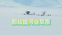 想着春天要来了，没想到那拉提又是 皑皑白雪，银装素裹#冰雪旅行官