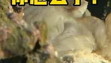 拟态章鱼你怎么了？ #拟态章鱼 #frank的私人水族馆