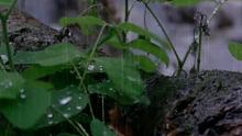 #雨声 #听雨 
静心聆听，放松身心，置身其中！融入大自然的气息！