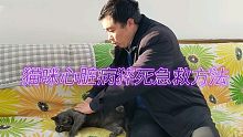 宠物医生知识分享:猫心脏病猝s和休克的急救方法
