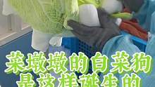 #菜狗 #白菜狗 #菜墩墩 #轻漫计划 走进毛绒白菜狗种植基地