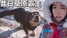 牧区独有的草原笨狗:昔日霸犬老年生活是啥样?蒙古族姑娘满眼心疼