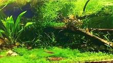 鱼缸中的大自然，1.5米南美清水河风格造景#南美缸 #草缸造景 #南美缸造景 #生态缸 #养鱼日记 