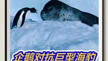 企鹅对抗巨型海豹！逃跑装死迎击，啥招都用上了！ #野生动物 #动物世界 #纪录片