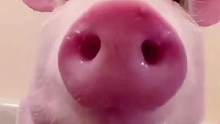 #小猪仔  我是一只可爱的