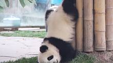 “ 大 熊 猫 又 菜 又 爱 玩 行 为 大 赏 ”