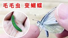 丑陋的毛毛虫变成了美丽的蝴蝶！真的太神奇了！