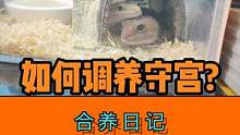 守宫合养记之如何调养守宫？ #豹纹守宫 #肥尾守宫