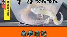 守宫妹妹初来乍到，豹纹守宫与肥尾守宫合养记 #豹纹守宫 #肥尾守宫