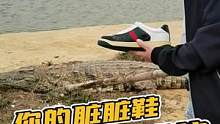 哪怕是自己养的鳄鱼，进鳄鱼池也不能放松警惕，更何况拿着鳄鱼脏脏鞋！#鳄鱼养殖场 #鳄珍 #皮具 #脏