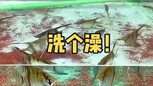 今天天气不错！非常适合给这些鱼来个集体泡澡…… #养鱼日记 #观赏鱼 #神仙鱼 #热带鱼