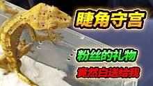 粉丝送的价值700的睫角守宫，带回家后鬃狮蜥慌了，竟然浑身爆皮
