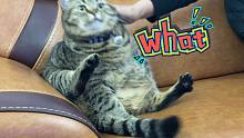 【肥弟】what？小猫咪坐沙发得付费？？