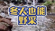 北方的朋友快来看，冬天也是可以野采的#溪有物鉴 #野采 #户外 