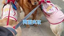 两父子对大金毛两面夹攻，对方对吓得花容失色，夹着尾巴走了