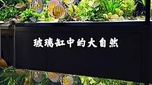 玻璃缸中的大自然#养鱼日记 #玻璃缸中的大自然 #南美缸 #水草缸 #水草造景 #野彩 #七彩神仙鱼