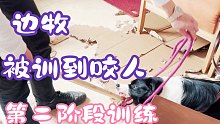 被训到咬人边牧第二阶段（第一集）
