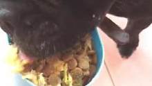 改变挑食千万只，让狗狗健康成长，别再用零食罐头人食代替狗粮了，看我的肉松蛋黄看得见的狗粮解决挑食偏食
