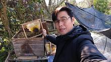 连续20多天的低温，检查蜂箱发现不对劲，打开箱盖一看，一脸无奈