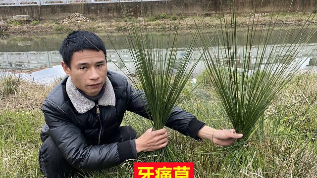 河边长的"牙痛草"市场要买120一斤,还很多人不知道,来认识下