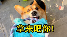 柯基：你看我凶不凶就完了！
