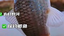 农村菜园鱼真多，如果您也喜欢钓鱼，喜欢野钓，请给海弟一个免费的双击，感谢支持 #钓鱼 #野钓 #户外
