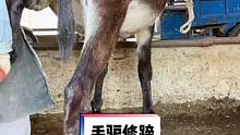 这驴蹄修的非常解压，切驴蹄如同砍瓜切菜一样轻松。