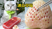 猫王：一份价值500元的冰点草莓！