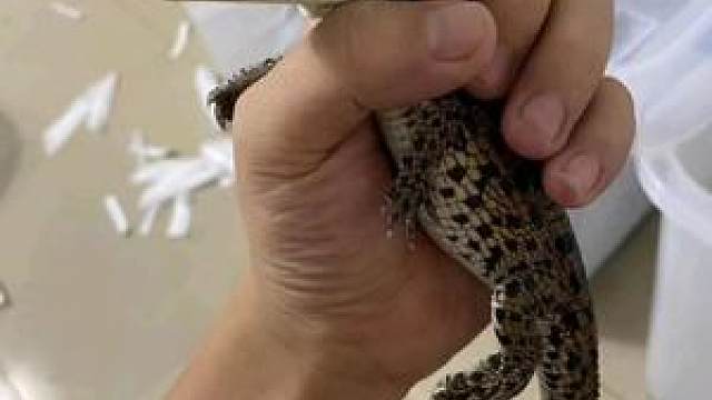 一只漂亮的尼罗鳄宝宝#动物成精 #动物世界 #鳄鱼苗