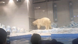 会跳舞的北极熊