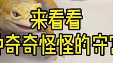 #豹纹守宫 #七夕我想对你说 来看看奇奇怪怪的守宫，视频结尾有彩蛋哦#爬宠日常 #守宫 @多读书君 