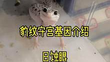 #豹纹守宫 奇奇妙妙的眼部基因———日蚀眼，#奇妙的动物 #爬宠日常 #动物 #爬宠