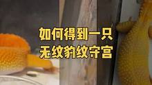 #豹纹守宫 #爬宠日常 如何得到一只无纹的豹纹守宫#家有爬宠 #萌宠