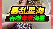 海缸两条40公分鳗鱼离奇失踪，64买回9只海星入缸，缸中危机四伏 #宠物 #原生海缸 #海星