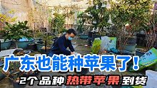 广东也能种苹果？2棵热带苹果到货，教你移栽小窍门，好长不烂根