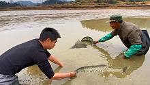 农村小伙来鱼塘捡漏，把手放进泥巴高兴坏了，直呼抓得真过瘾
