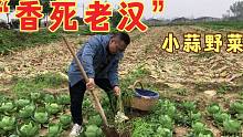 乡村老人都说“二八月小蒜，香死老汉”一款做面片特别棒的野菜
