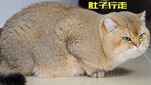 原来是用肚子行走的猫啊！