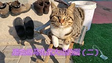 路边坐马扎侃大山的猫:你是来抢马扎的吧！