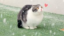 喵生初体验！第一次看到下雪看呆了的猫咪
