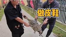 #鳄珍鳄鱼 #鳄鱼皮具 #鳄鱼养殖场  正在抓鳄鱼做皮鞋哦