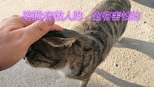 外面生活的猫:是亲人的生存机会多还是胆小的更安全？