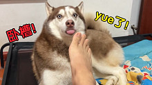 哈士奇：就你这臭脚，狗闻了都摇头！