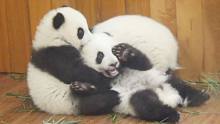 熊猫宝宝的耳朵是甜的吧？要不路过的熊咋都想来一口……