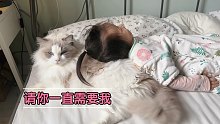 小猫咪可能也会没有安全感吧，所以才会不停撒娇确认你还爱它