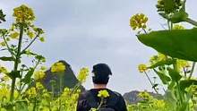 木岗抵簸村油菜花开了，可以去打卡了