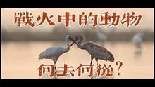 战火中人类已自身难保，那动物们呢？#战争 #野生动物 #保护野生动物 #白鹤 #白鹤迁徙 #自然 #