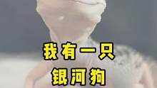 我有一只狗，银河狗#神奇动物在抖音 #小宠 #豹纹守宫 #萌宠vlog #爬行动物